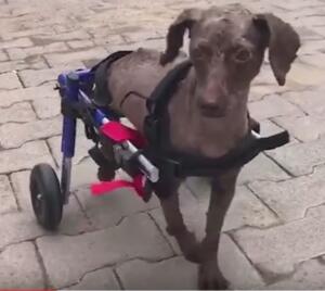 abandoned-dog-gets-wheelchair