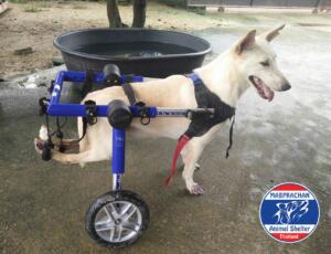 rescue-dog-in-dog-wheelchair