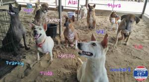 thailand rescue dog