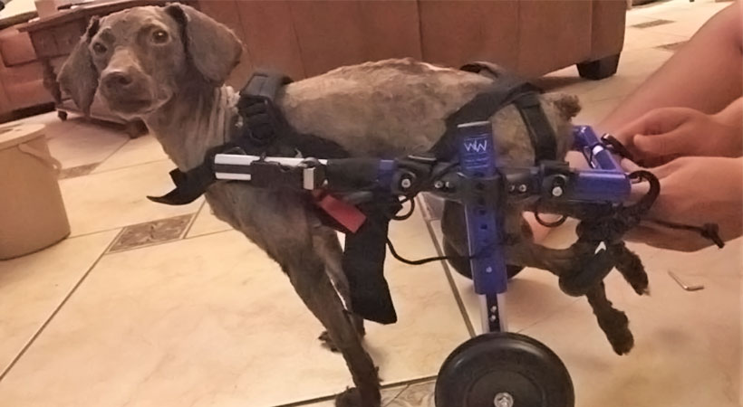 walkin' wheels dog wheelchair china