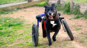 disabled dog hero