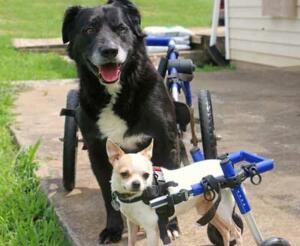walkin-wheels-for-disabled-dogs