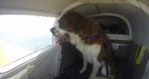 rescue-dog-looks-out-airplane-window