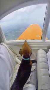 rescue-dog-flies-on-airplane