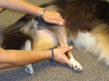 gentle massage therapy for dog