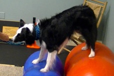 exercise balls used in animal rehab