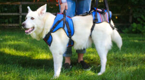 Harness to help dogs stand