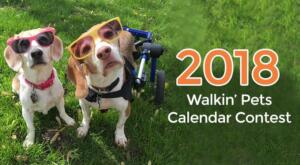 dog wheelchair calendar
