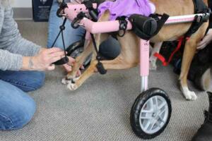 dog-wheelchair-fittings