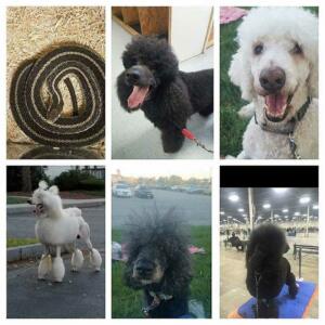 poodles-and-snake