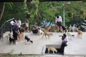 rescue-for-dogs-in-thailand