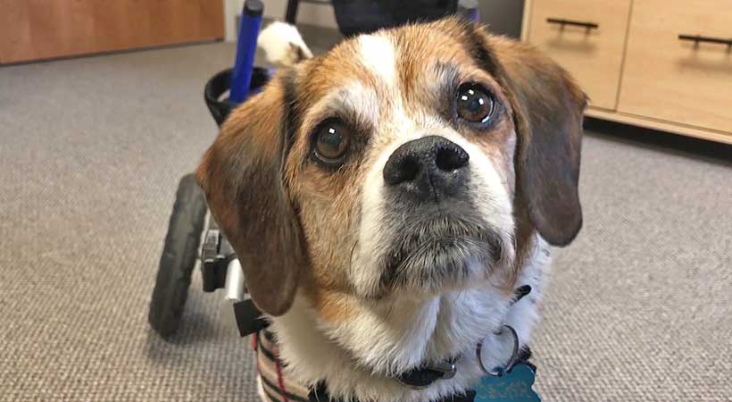 handicapped dog finds forever home