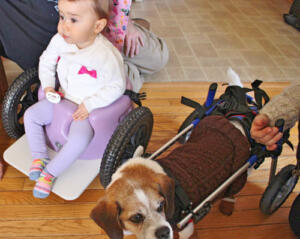 Wheelchair dog and baby in wheelchair meet