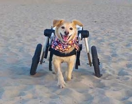 dog wheelchair on beach