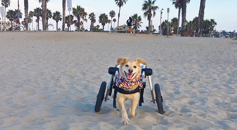disabled dog enjoys beach with dog cart