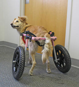 disabled-dog-tries-out-new-wheels