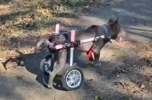 paralyzed rescue dog 