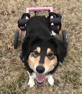 medium rear dog wheelchair