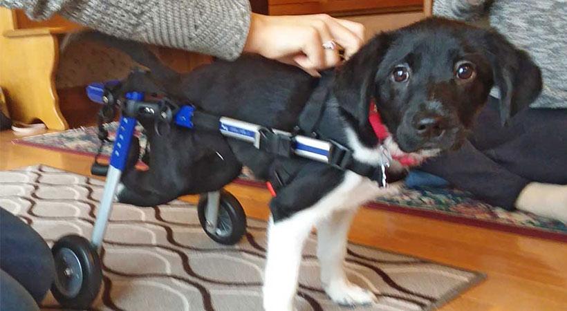 disabled rescue dog