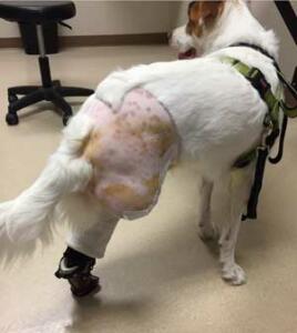 disabled-rescue-dog