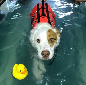 disabled dog hydrotherapy