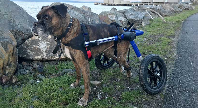 dog wheelchair for paralyzed boxer
