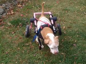 disabled dog rescue