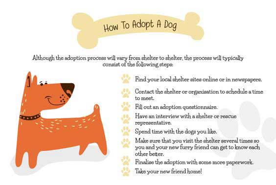 how to adopt a dog