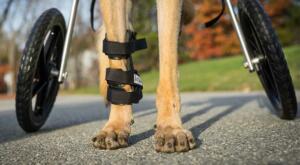 How to Choose a Walkin' Pet Splint