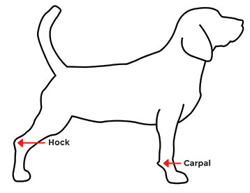Hock or Carpal of Dog