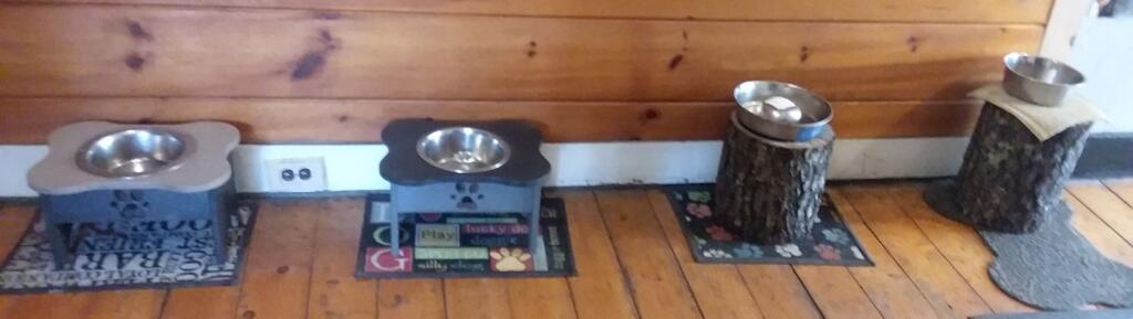 special needs dog water bowl