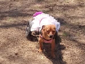 disabled dog wheelchair 