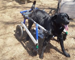 Tom Turkey wheelchair dog