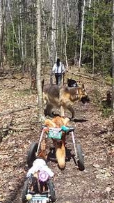 disabled dogs hiking