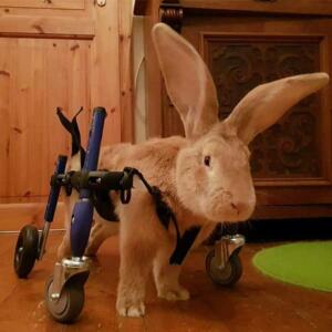 bunny-wheels-for-disabled-rabbits