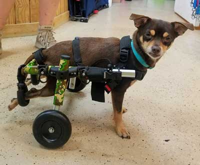 rear dog wheelchair