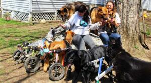 rescuing special needs dogs
