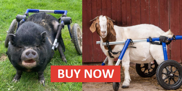 wheelchairs for farm animals buy now
