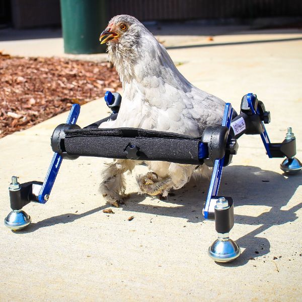 Chicken Wheelchair