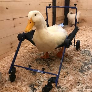 Duck Wheelchair Merlin