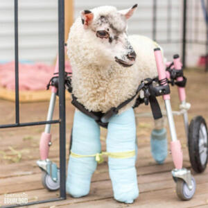 disabled-lamb-wheelchair