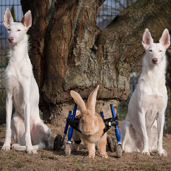 disabled rabbit wheelchair