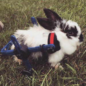 bunny-in-wheelchair