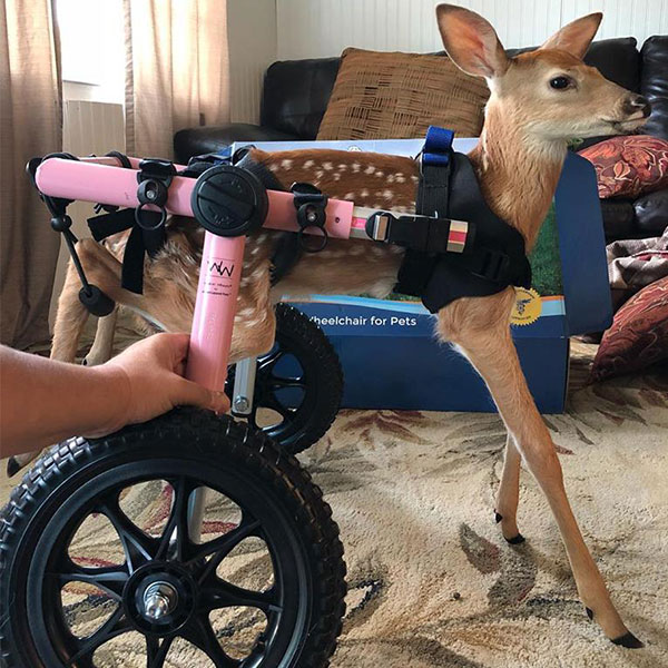 baby deer wheelchair