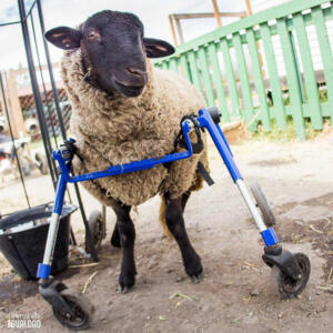 sheep--in-walkin-wheels