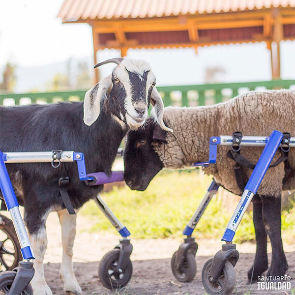 goat wheelchair