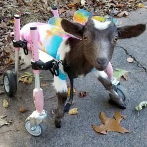 disabled-goat-in-wheelchair