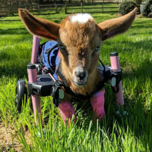 goat-in-walkin-wheels