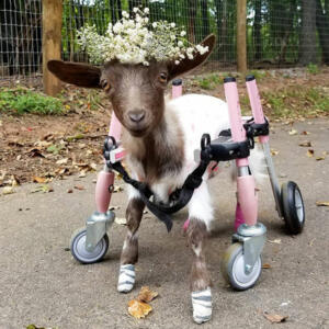 disabled-goat-in-pink