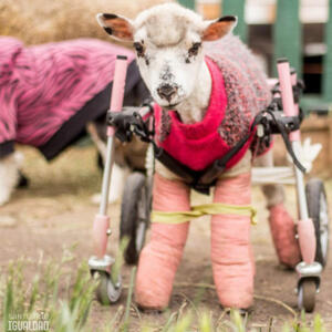 disabled-lamb-walkin-wheels